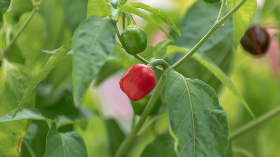 Secretul unei recolte bogate până toamna târziu: Cu ce se stropesc ardeii în iulie și august