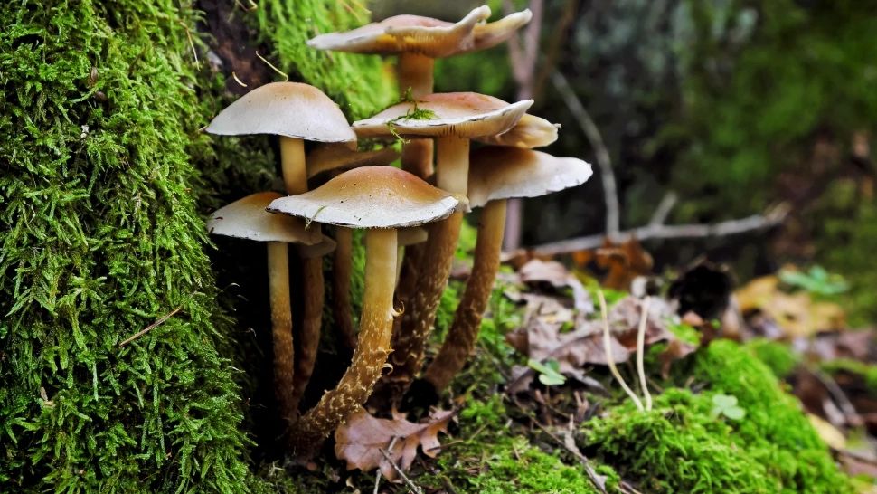 Cinci copii au ajuns la spital cu simptome grave de intoxicație după ce au mâncat ciuperci culese din pădure