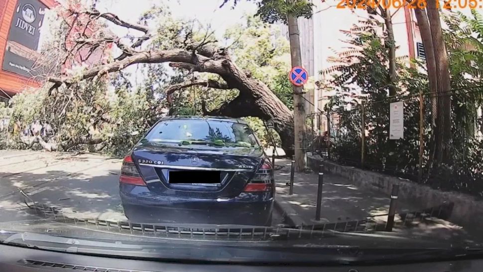 Copac PRĂBUȘIT, în Capitală. Momentul a fost surprins de camera de bord a unei mașini