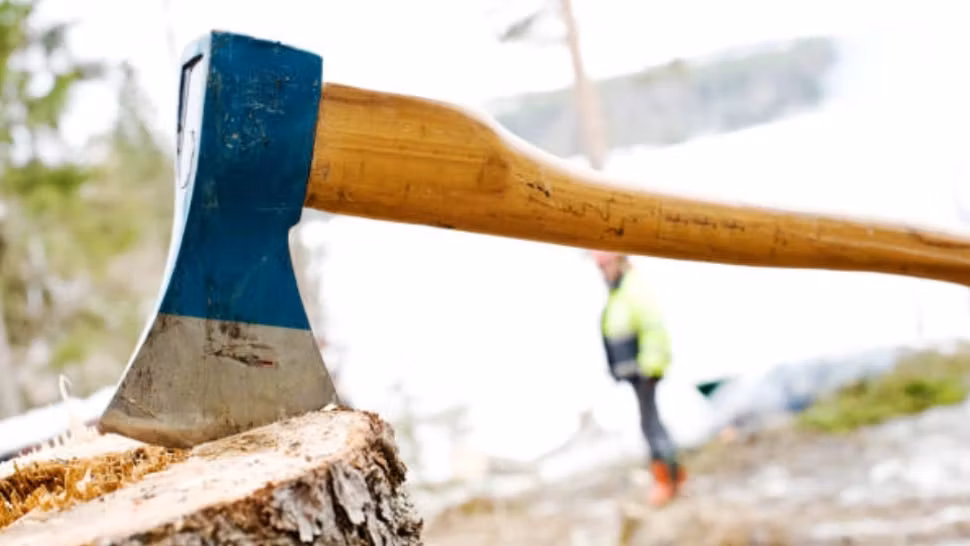 Copacul pe care NU ai voie să-l tai în România. Legea interzice total asta: amendă uriașă