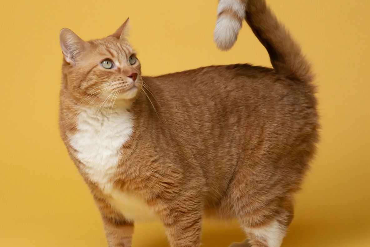 Au sau nu pisicile memorie de elefant? Ce își amintesc, de fapt, felinele și de ce depinde acest proces cognitiv 