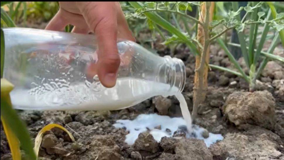 Roșii stropite cu LAPTE. Rețeta simplă și extrem de eficientă pentru grădină - VIDEO