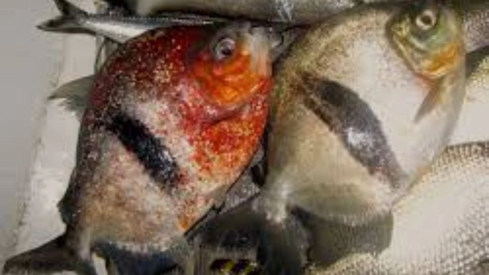 O nouă specie, înrudită cu piranha, a fost descoperită în Amazon. Specialiștii i-au dat numele maleficului Stăpân al Inelelor