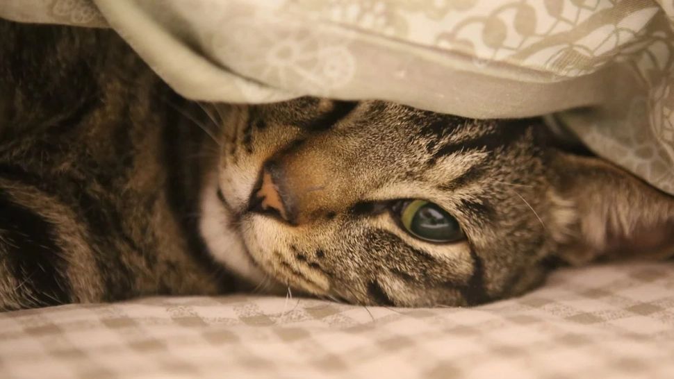 De ce pisicile nu pot fi dresate. „Piesele de rezistență” ale felinelor, în comparație cu câinii