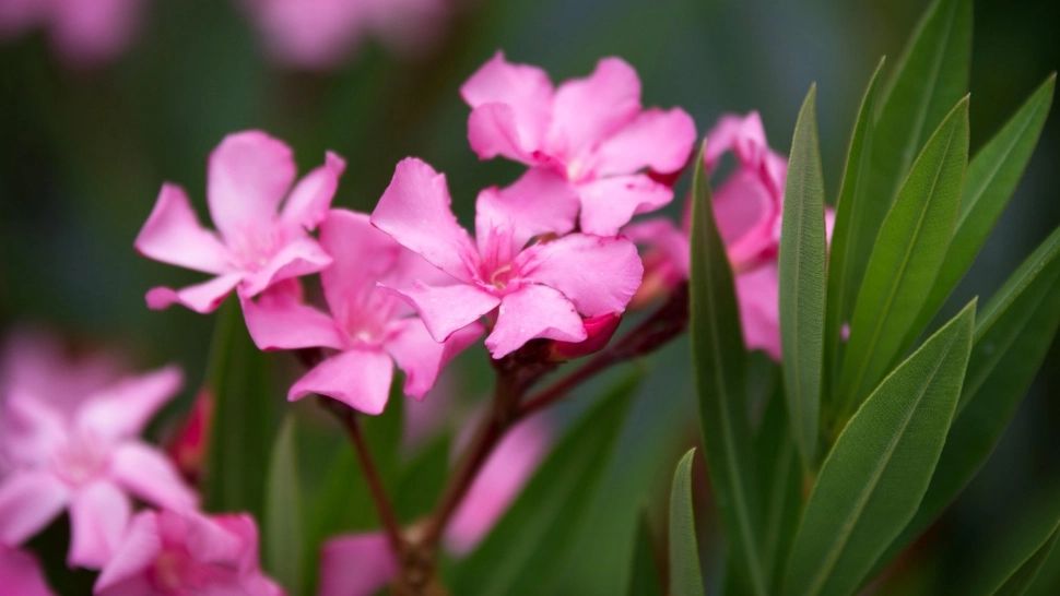 Frumoasă, dar extrem de periculoasă! Planta otrăvitoare de care trebuie să te ferești în vacanță. Mulți își fac poze cu ea 