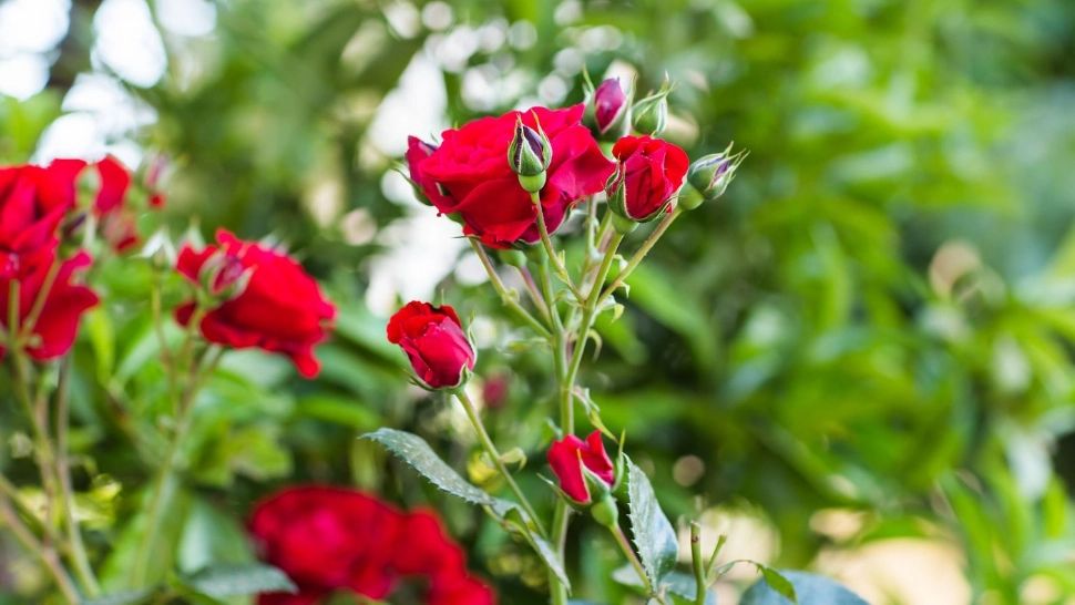 Trandafiri de poveste până în toamnă? Trucuri de îngrijire în lunile iulie și august: vei fi uimit de rezultate