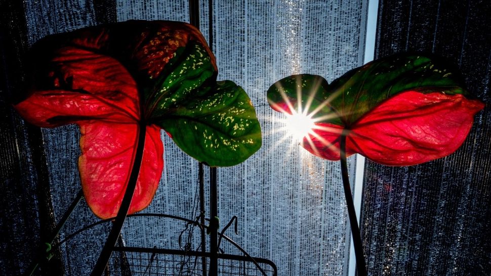 Nu trebuie să ții aceste PLANTE în casă dacă ai câini sau pisici! Una dintre ele le poate fi chiar FATALĂ: lista completă 