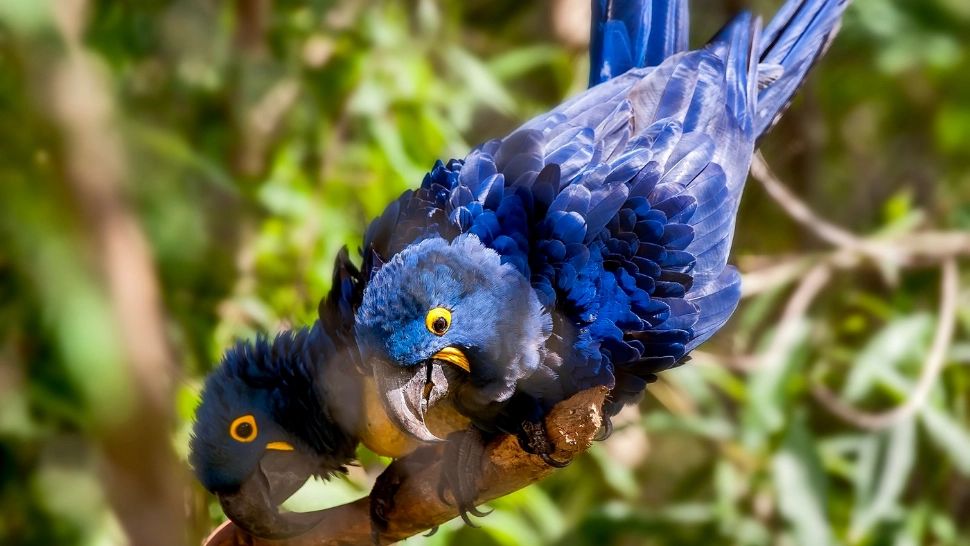 Europa, amenințată de o nouă boală cu nume ciudat. Ce este "boala Papagalului" și cum se manifestă?