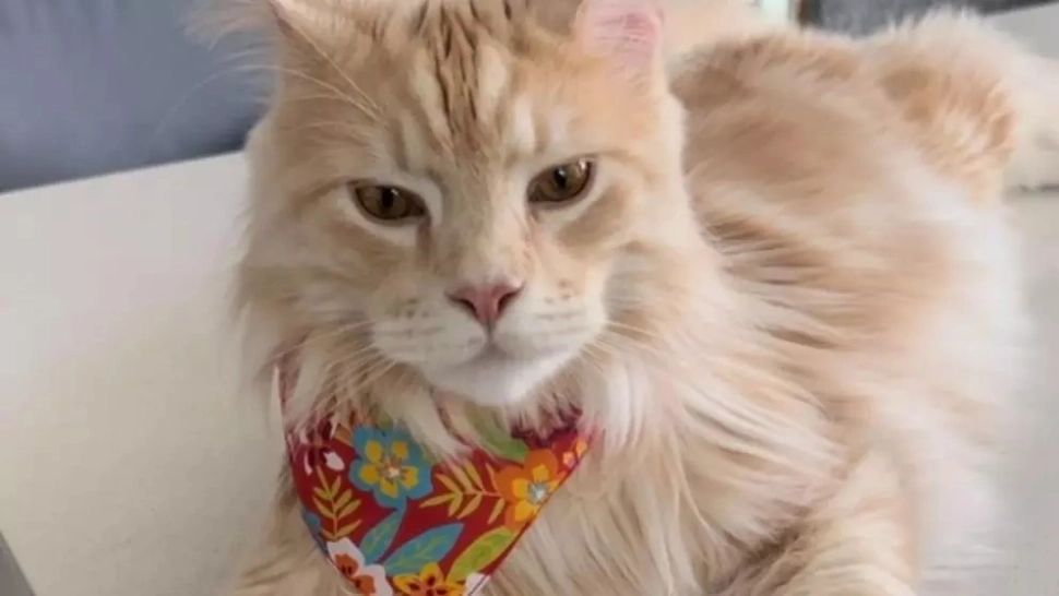 Când se tunde, de fapt,  pisica? Este bine să o facem în această perioadă?