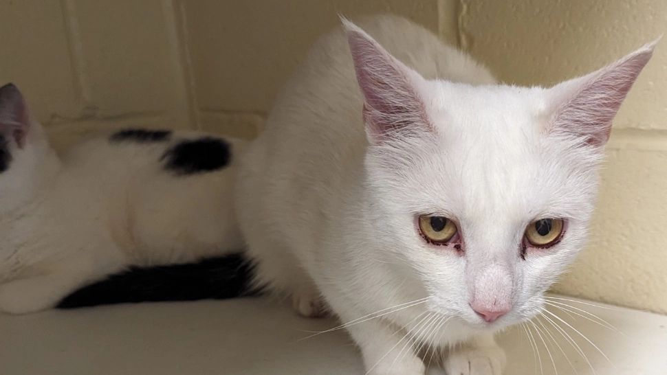 Boala pisicii pune în alertă Europa. Un virus mortal a fost descoperit la o felină din Ungaria