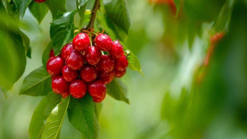 Cum să scoți rapid sâmburii de la cireșe. Trucul ingenios, folosit de un român: a devenit viral pe TikTok