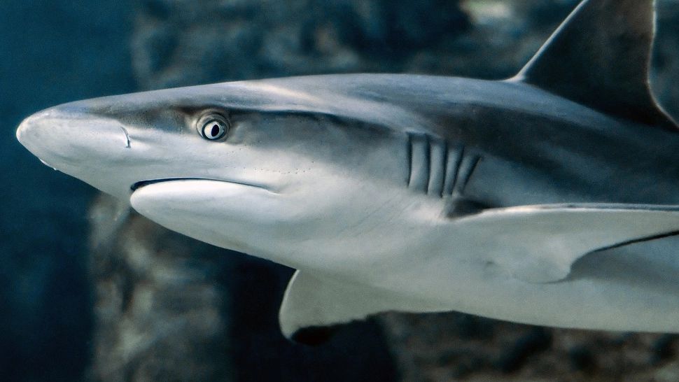 Rechinii din Marea Neagră. Ce se ascunde în apele adânci, dincolo de litoralul românesc