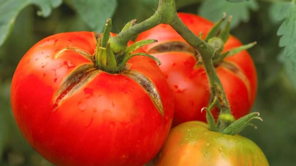 Cât vor costa roșiile românești în martie? Prețul-șoc care îi va face pe români să ocolească tarabele