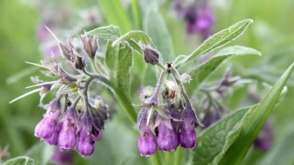 Medicamentul natural al dacilor. Strămoșii foloseau această plantă pentru tratarea infecțiilor grave 