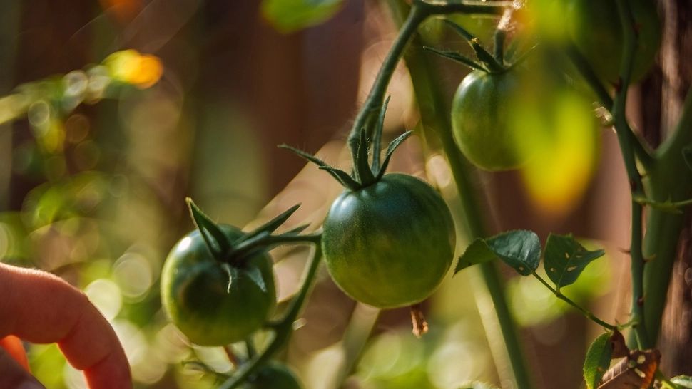 Graficul de îngrijire a roșiilor pe perioada verii. Când trebuie să udăm și cât pentru a avea o recoltă bogată în 2024