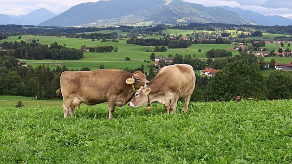 Despăgubire de 14,5 milioane de EURO pentru un fermier din Focșani care spune că Autostrada A7 îi ruinează afacerea