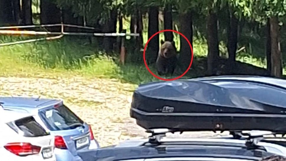 Un urs "fără frică de om", văzut în locul de plecare spre Vârful Ciucaş! Apel inedit la prudență al salvamontiștilor prahoveni