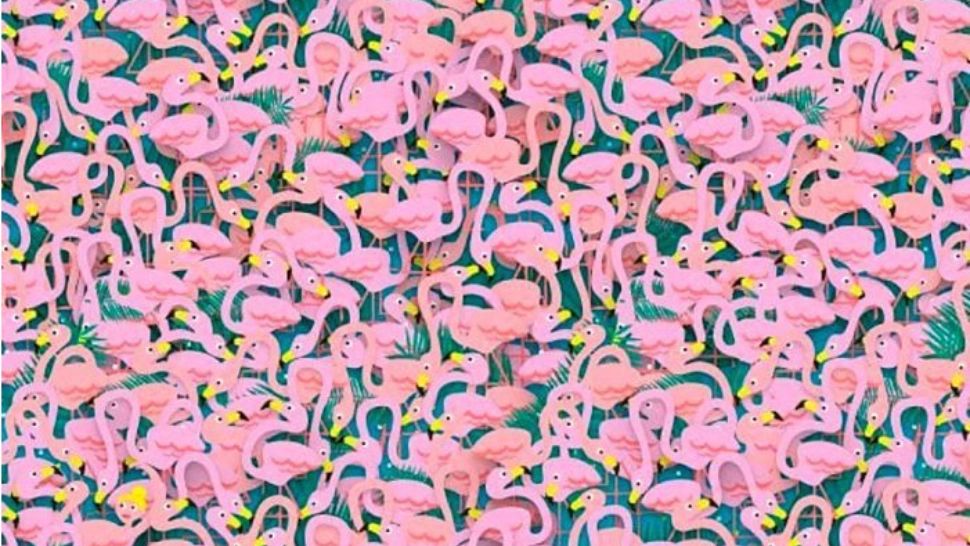 Testul super-puterilor vizuale. Poți să găsești balerina în mulțimea de păsări flamigo în 10 secunde? Mulți au picat această provocare