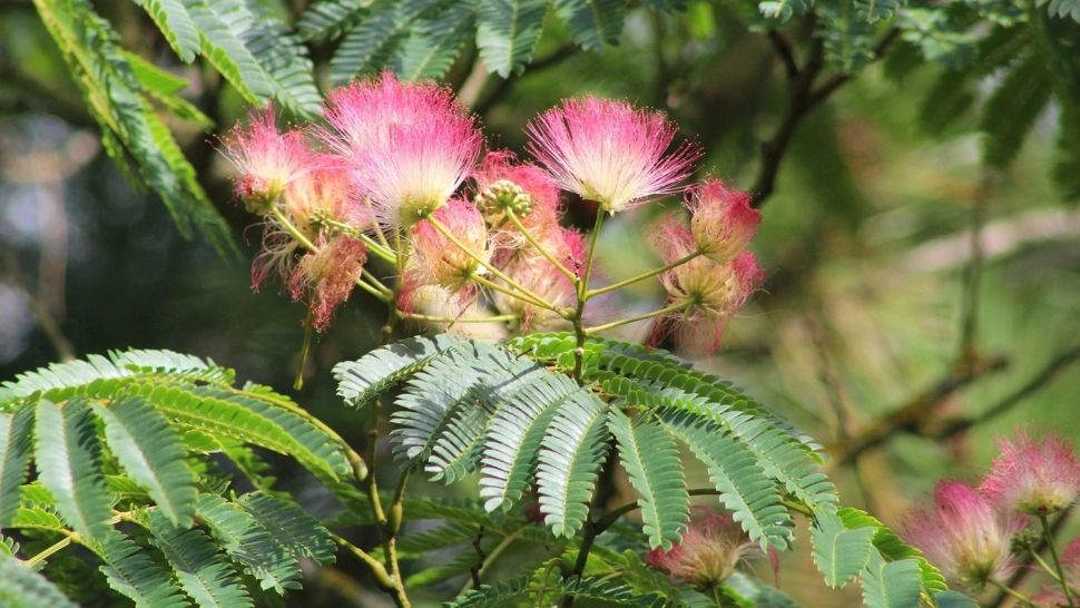Tot ce trebuie să știi despre arborele de mătase. Trucuri pentru o înflorire bogată