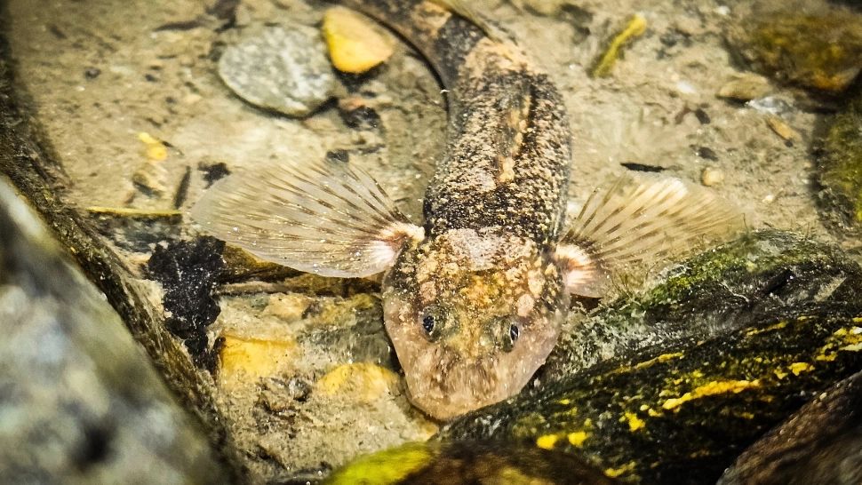 IMAGINI ISTORICE cu aspretele, filmat în habitatul său natural din râul Vâlsan. Lipsa depistării puietului, semnal de alarmă pentru supraviețuirea speciei