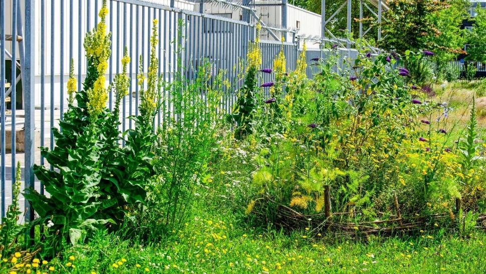 Vrei să scapi ușor și definitiv de buruienile din curte? Iată amestecul-minune care va rezolva problemele