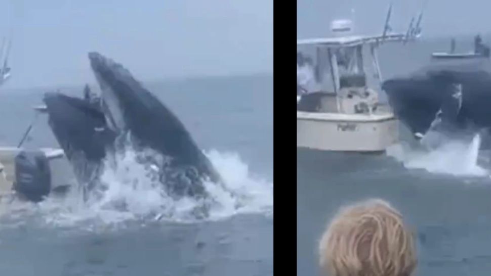 VIDEO - Momentul în care o balenă scufundă o ambarcațiune în care se aflau doi oameni