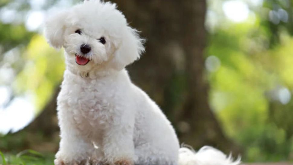 15 rase de câini care nu lasă păr. Sunt companionii perfecți pentru cei care au alergii și, în plus, te scapă de grija curățării după ei