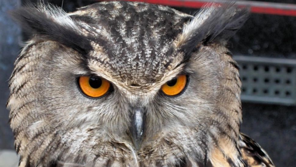 Ce se întâmplă dacă-ți cântă cucuveaua? Originile superstiției au fost explicate de știință, iar concluziile sunt surprinzătoare