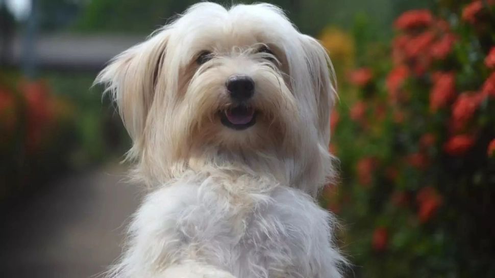 Rasele de câini care se vor înțelege de minune cu oamenii în vârstă. Sunt vestite pentru blândețea și răbdarea lor