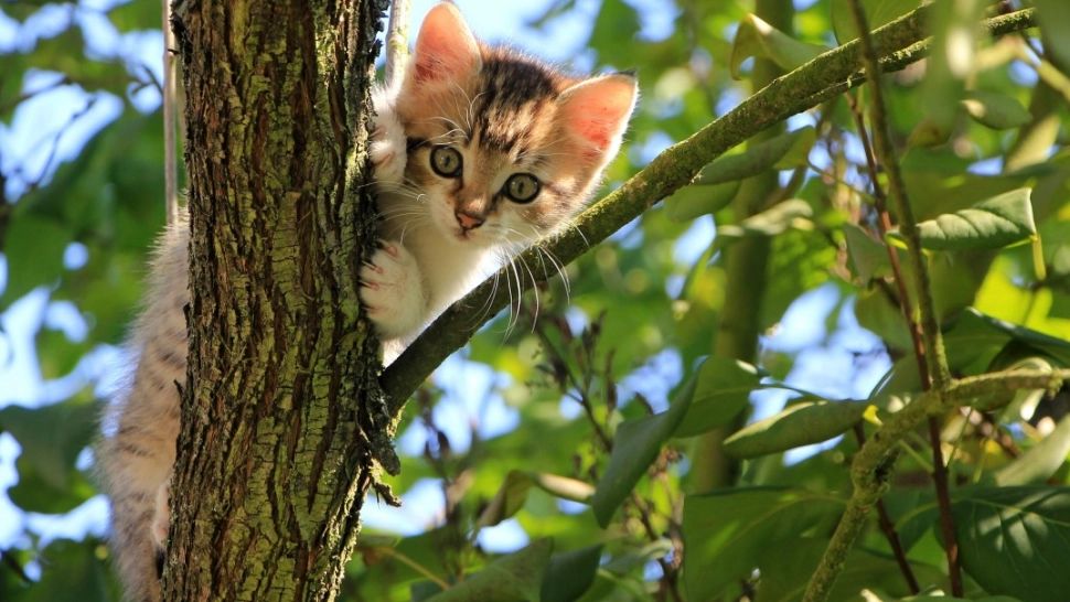 Ce mesaje îți transmite pisica prin gesturile pe care le face. Cum sti ce vrea, de fapt felina ta