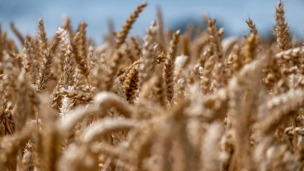 România a fost cel mai mare exportator de cereale din UE în primele săptămâni ale sezonului 2024/25