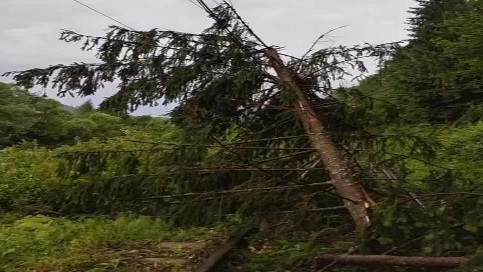 Circulația trenurilor este închisă între stațiile Dâmbu și Corlătesti din cauza unui copac prăbușit pe calea ferată 