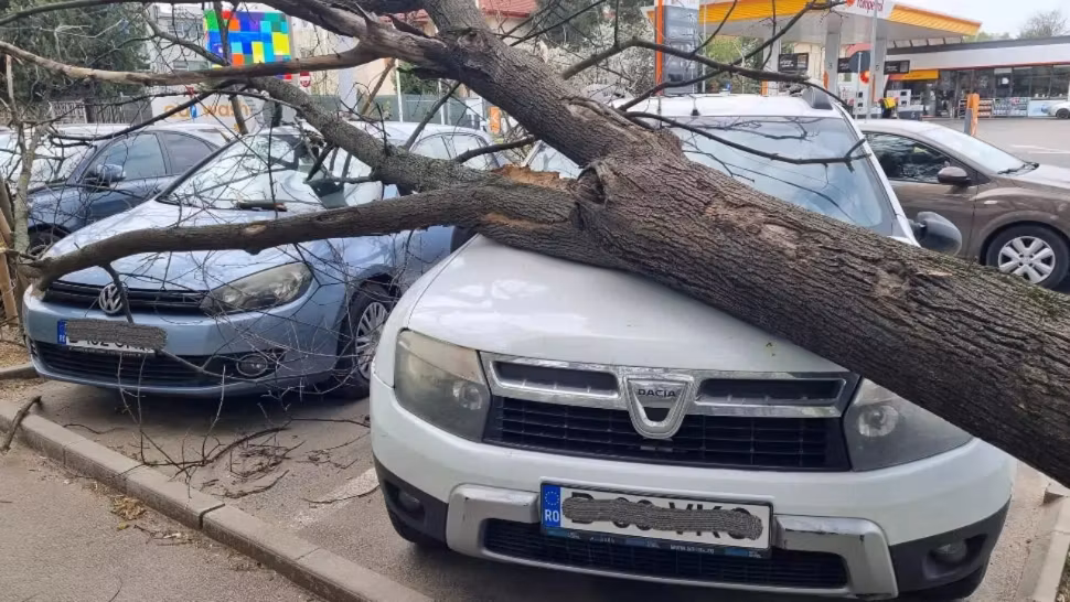 Ce te faci dacă a căzut un copac peste mașina ta. Pașii de urmat pentru a obține despăgubiri