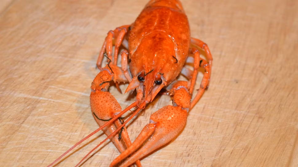 Horoscop 3 iulie 2024. Racii vor fi trădați de aceste 3 zodii