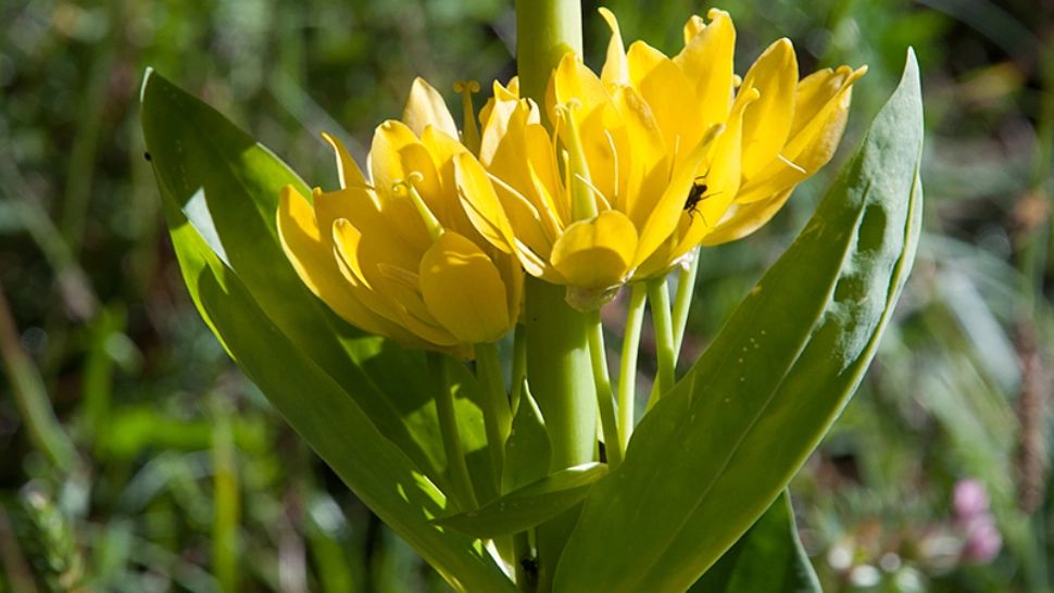 Floarea din România pe care nu ai voie să o rupi sau să o tai. Poți primi o amendă usturătoare, de mii de lei 