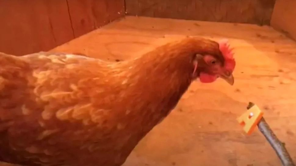 Cum arată cea mai deșteaptă găină din lume. Pasărea cunoaște literele și culorile