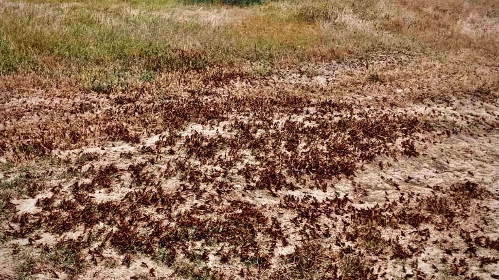 Imagini apocaliptice în Delta Dunării. Invazie de lăcuste, sute de mii de insecte înaintează asemeni unor negri - VIDEO