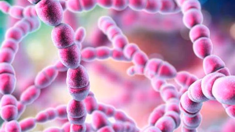 Alertă în medicină: Ciupercile patogene suferă mutații periculoase din cauza schimbărilor climatice