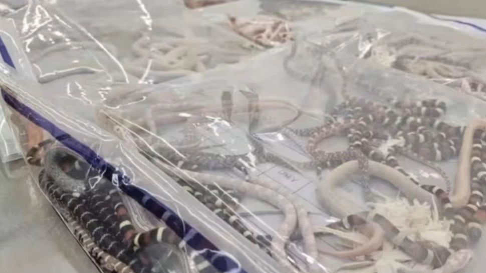 Descoperire uimitoare a polițiștilor: Un bărbat a fost prins cu peste 100 de șerpi vii în buzunare