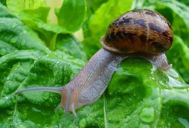 Metode naturale pentru îndepărtarea melcilor și a limacșilor din grădină. Soluții pentru a ține acești dăunători la distanță