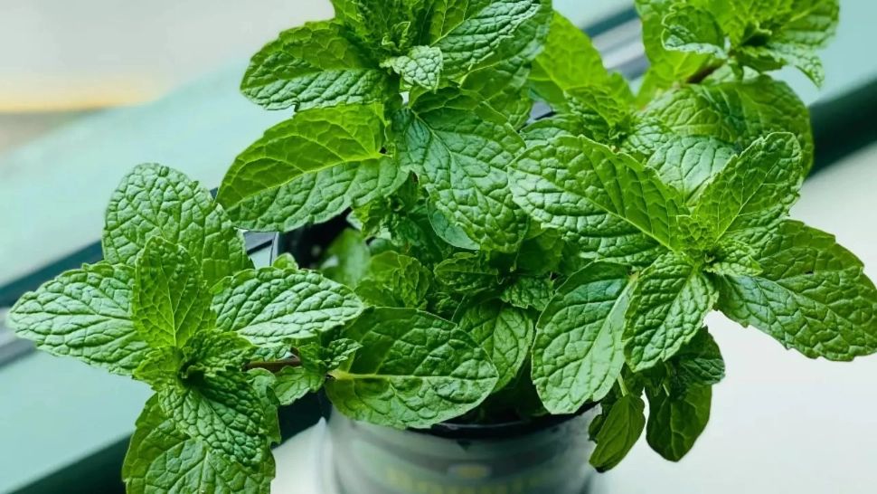 Plante ornamentale care țin la distanță țânțarii. Îți vor înfrumuseța casa și te vor scăpa de supărătoarele insecte