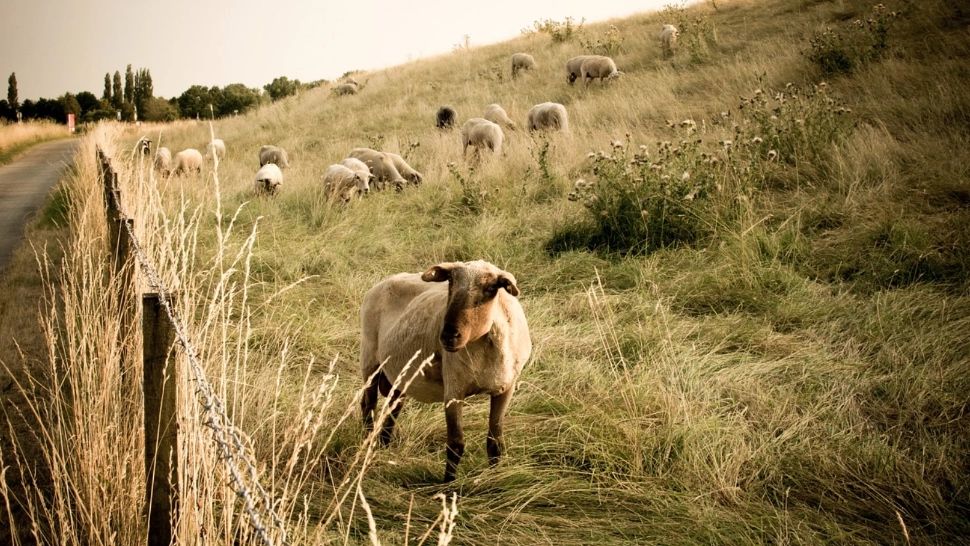 Descoperire macabră la stână. Un bărbat a murit după ce ar fi fost mâncat de câini