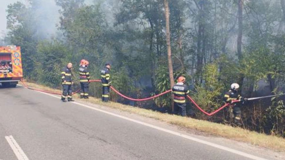 Incendiu în Pădurea Stejarul, Brăila. Flăcările devorează vegetația de pe aproape 3 hectare