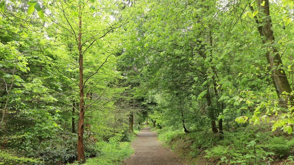 România ajută Moldova cu 1,7 milioane de euro pentru păduri. Va fi realizat primul inventar forestier național