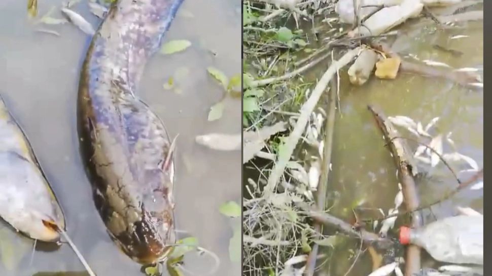 Imagini de coșmar pe Olt, zeci de pești morți plutesc pe apă. Explicația autorităților este îngrijorătoare - VIDEO