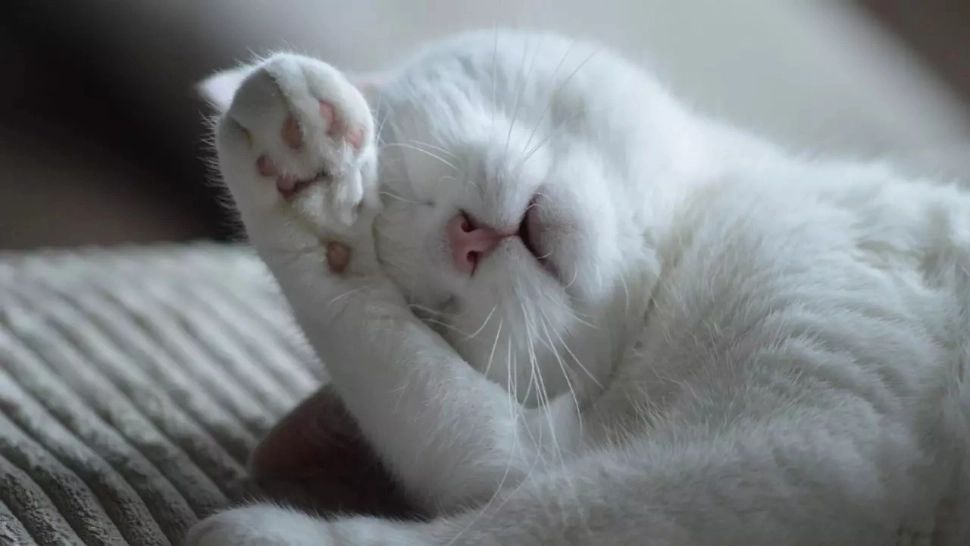 De ce pisica evită să se uite în ochii tăi. Mesajele surprinzătoare din spatele acestui gest