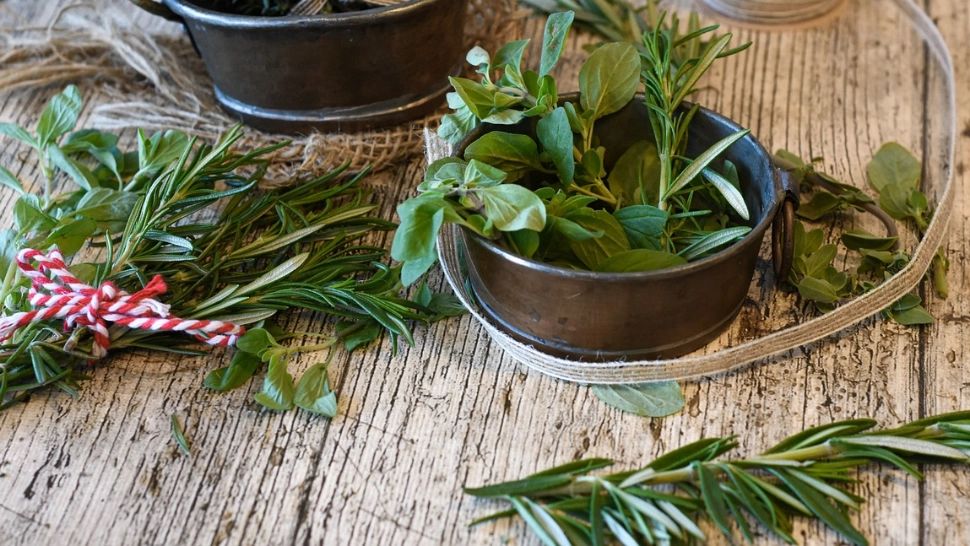 Benefică împotriva căderii părului, stimulează creșterea acestuia și te scapă de varice. Planta cu întrebuințări multiple