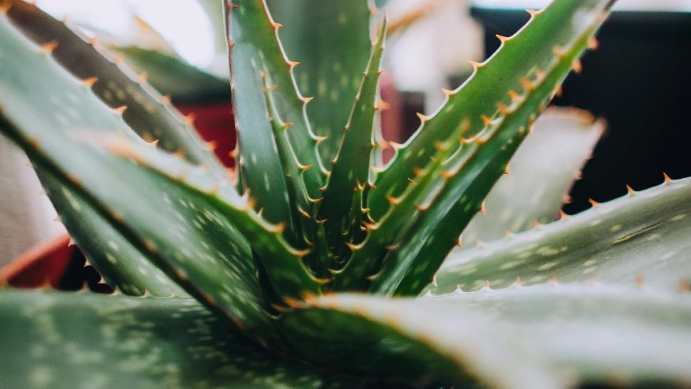 Plante pe care trebuie să le ai în casă. Iată ce se întâmplă dacă le ții în locuința ta