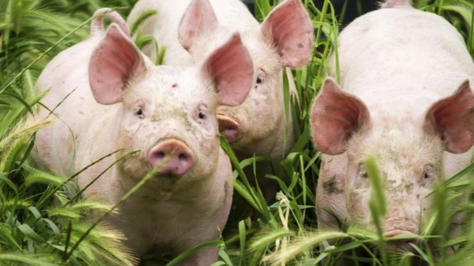 PSD susține agricultorii români cu sume mari pentru a reface producția internă a cărnii de porc, ca să scădem factura porcului de import de 1 miliard de euro