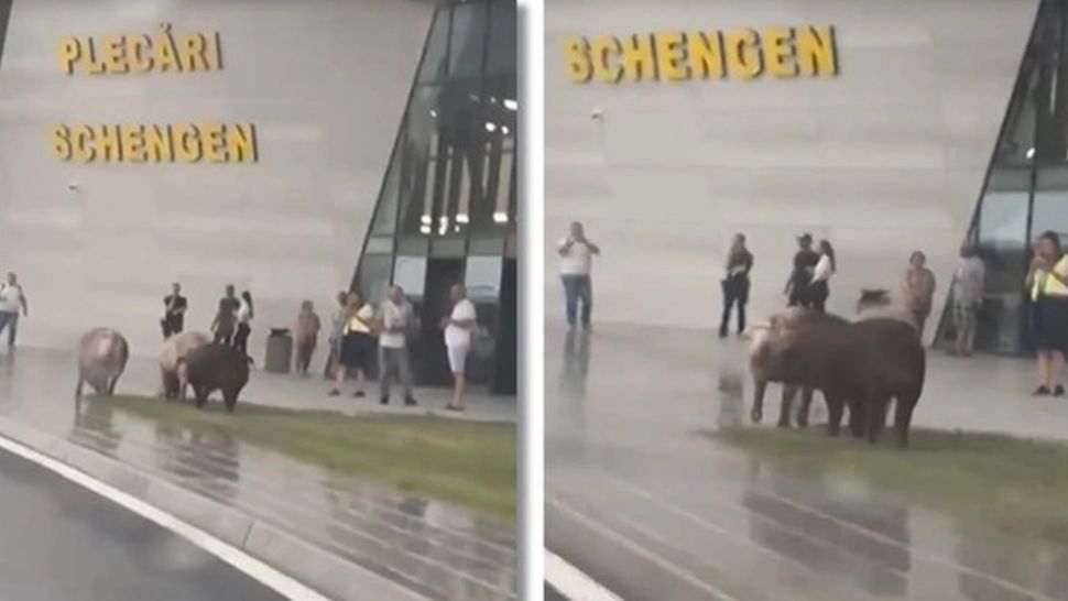 Mai mulți porci, surprinși în timp ce pășteau în fața Aeroportului Timișoara, la terminalul plecări Schengen - VIDEO